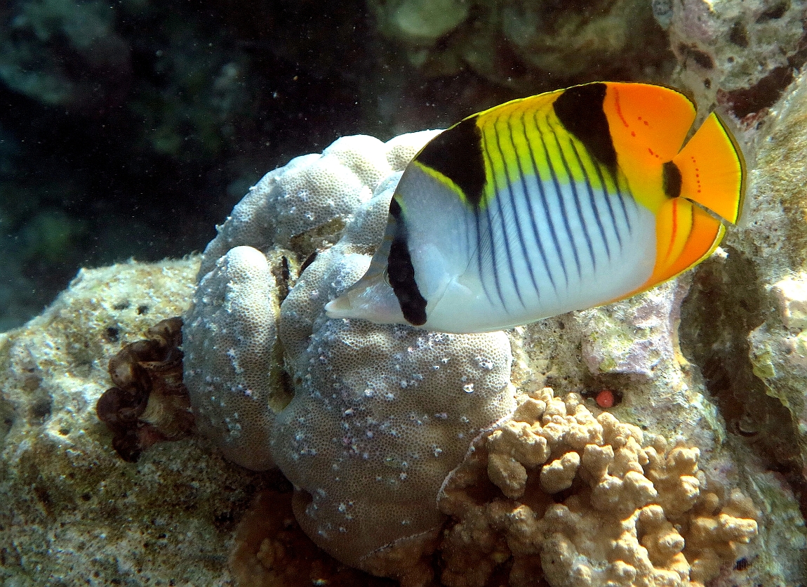 IMG_0741rf_Maldives_Madoogali_House reef_Poisson papillon a selles_Chaetodon falcula.jpg